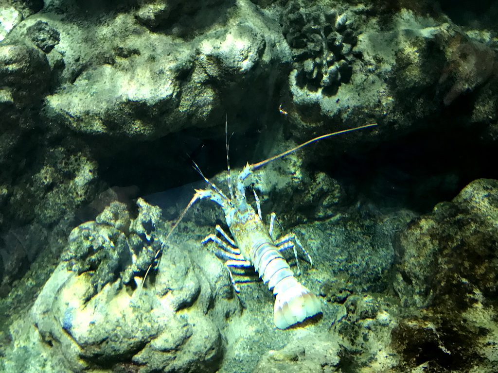 Spiny Lobster at the Lower Floor of the Aquarium at the Royal Artis Zoo
