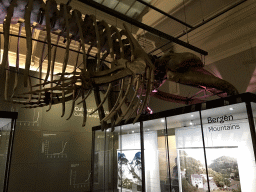 Whale skeleton at the Upper Floor of the Aquarium at the Royal Artis Zoo