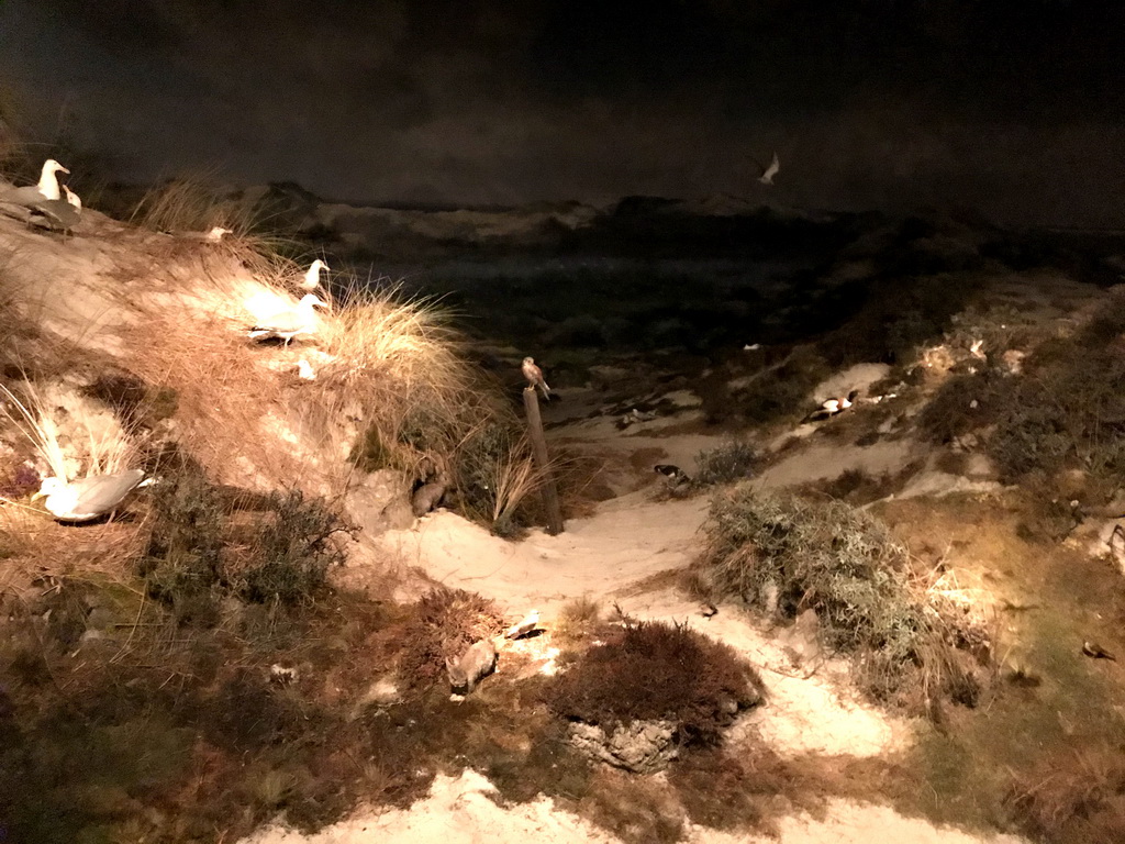 The Heimans Diorama at the Upper Floor of the Aquarium at the Royal Artis Zoo, viewed from the middle