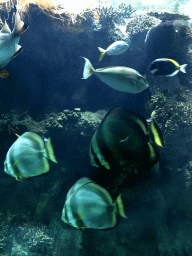 Fish at the Lower Floor of the Aquarium at the Royal Artis Zoo