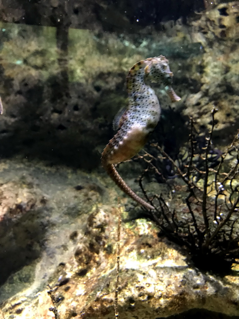 Seahorse at the Lower Floor of the Aquarium at the Royal Artis Zoo