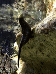 Seahorse at the Lower Floor of the Aquarium at the Royal Artis Zoo