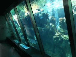 The Coral Reef Aquarium at the Lower Floor of the Aquarium at the Royal Artis Zoo