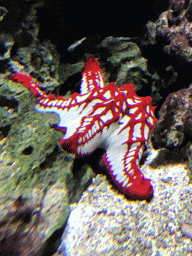 Starfish at the Lower Floor of the Aquarium at the Royal Artis Zoo