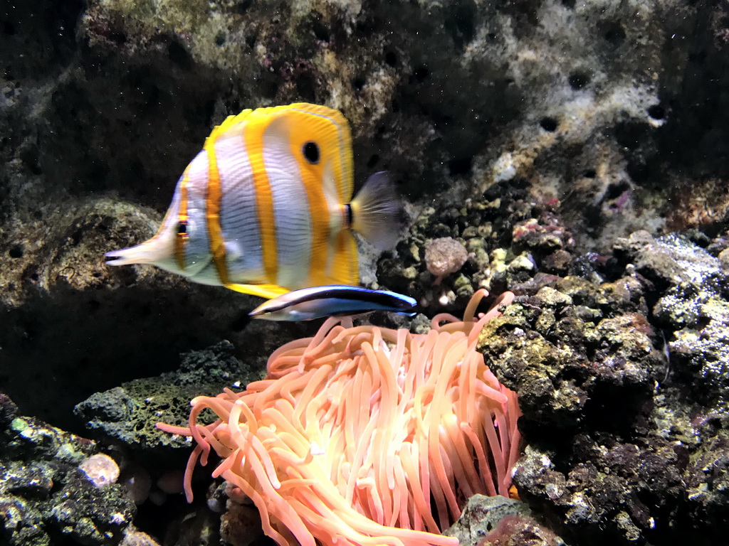 Fish and sea anemones at the Lower Floor of the Aquarium at the Royal Artis Zoo