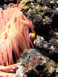 Clownfish and sea anemones at the Lower Floor of the Aquarium at the Royal Artis Zoo