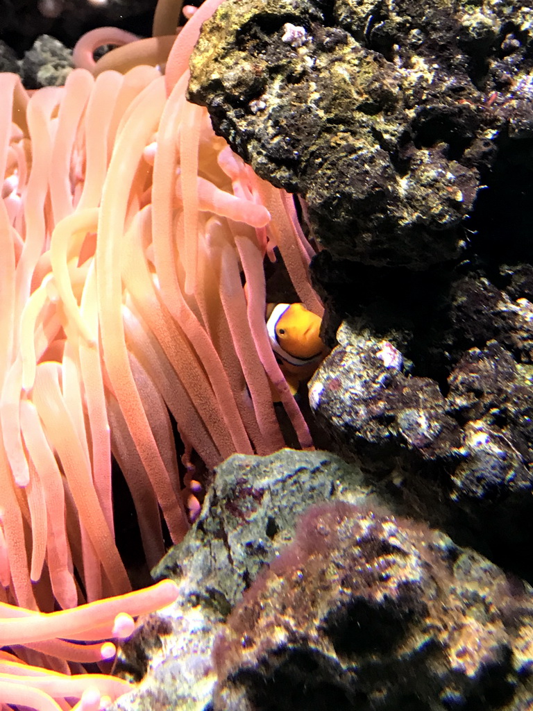 Clownfish and sea anemones at the Lower Floor of the Aquarium at the Royal Artis Zoo