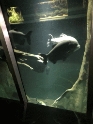 Fish at the Upper Floor of the Aquarium at the Royal Artis Zoo