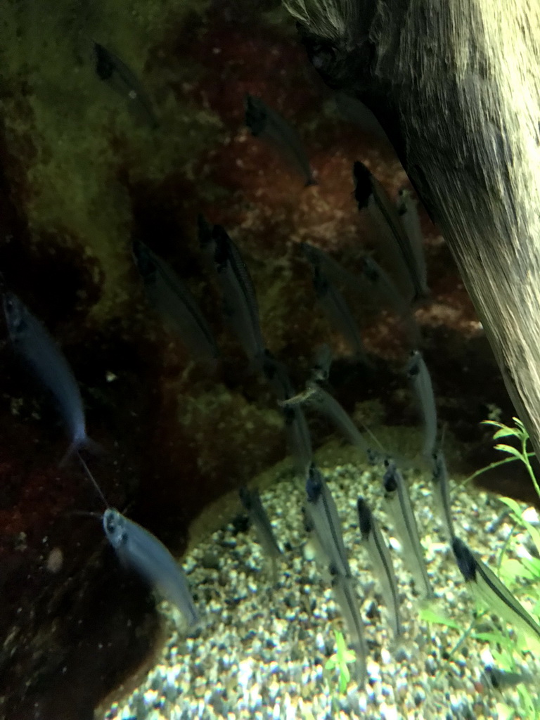 Glass Catfish at the Upper Floor of the Aquarium at the Royal Artis Zoo