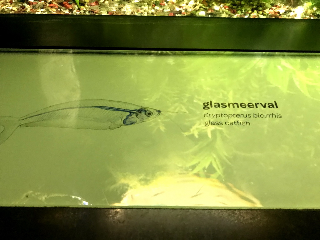 Explanation on the Glass Catfish at the Upper Floor of the Aquarium at the Royal Artis Zoo