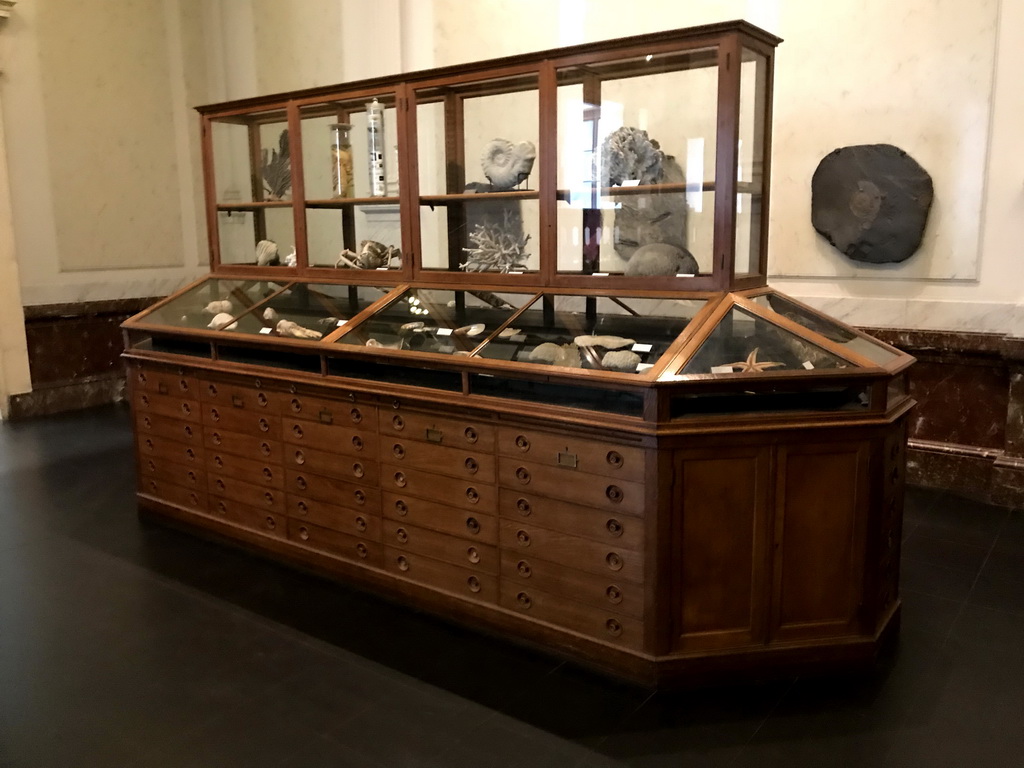 Cabinet with shells, starfish, crab and coral at the Upper Floor of the Aquarium at the Royal Artis Zoo