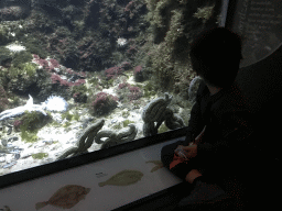 Max with starfish and coral at the Main Hall at the Upper Floor of the Aquarium at the Royal Artis Zoo