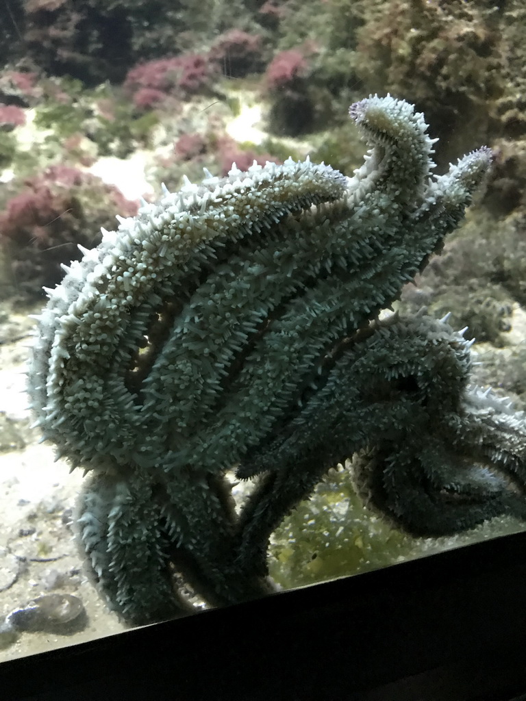 Starfish at the Main Hall at the Upper Floor of the Aquarium at the Royal Artis Zoo