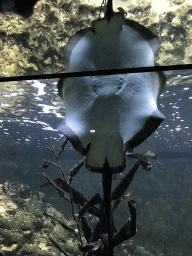 Stingray at the Main Hall at the Upper Floor of the Aquarium at the Royal Artis Zoo