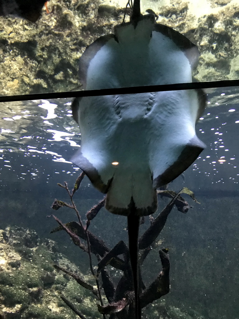 Stingray at the Main Hall at the Upper Floor of the Aquarium at the Royal Artis Zoo