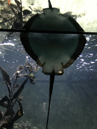 Stingray at the Main Hall at the Upper Floor of the Aquarium at the Royal Artis Zoo