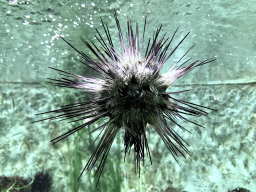 Sea Urchin at the Main Hall at the Upper Floor of the Aquarium at the Royal Artis Zoo
