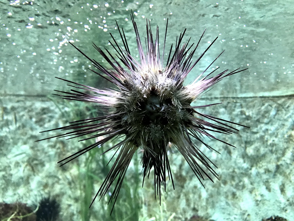 Sea Urchin at the Main Hall at the Upper Floor of the Aquarium at the Royal Artis Zoo