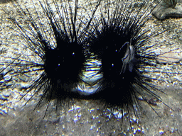 Sea Urchins and fish at the Main Hall at the Upper Floor of the Aquarium at the Royal Artis Zoo
