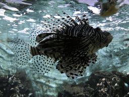 Lionfish at the Main Hall at the Upper Floor of the Aquarium at the Royal Artis Zoo