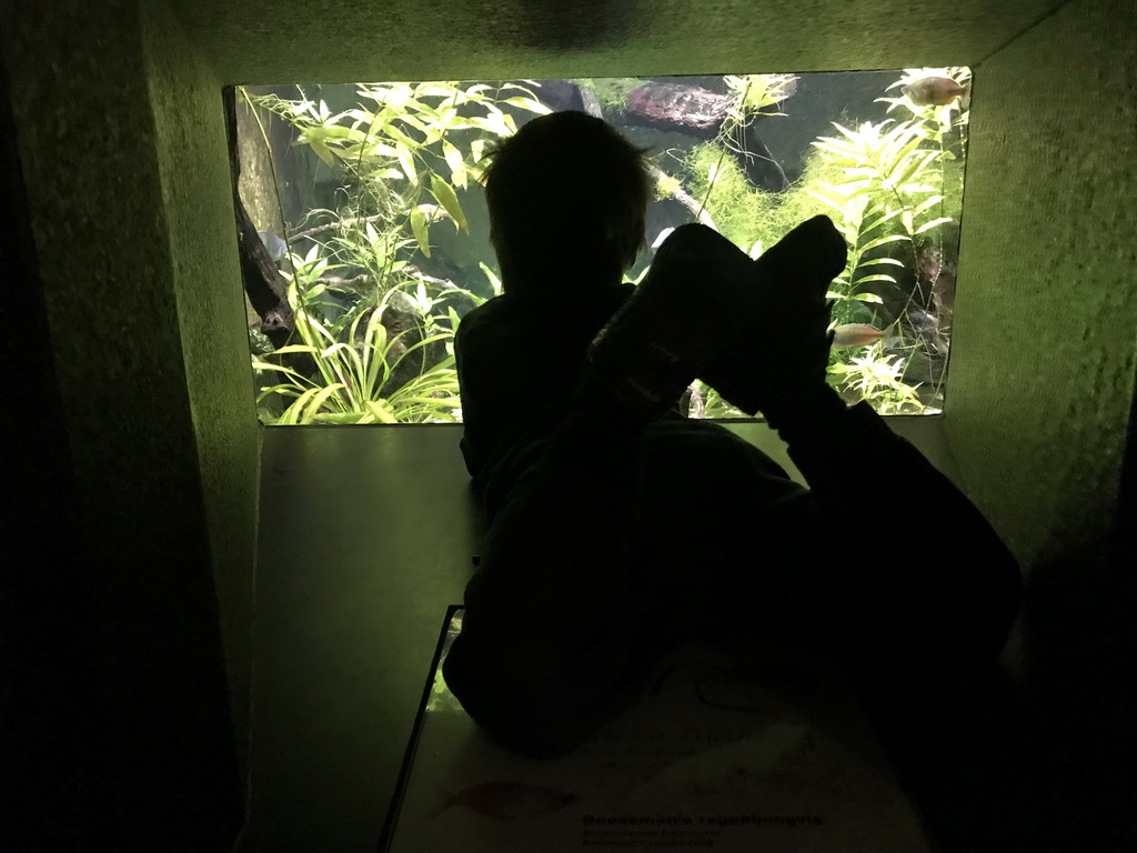 Max looking at fish at the Main Hall at the Upper Floor of the Aquarium at the Royal Artis Zoo