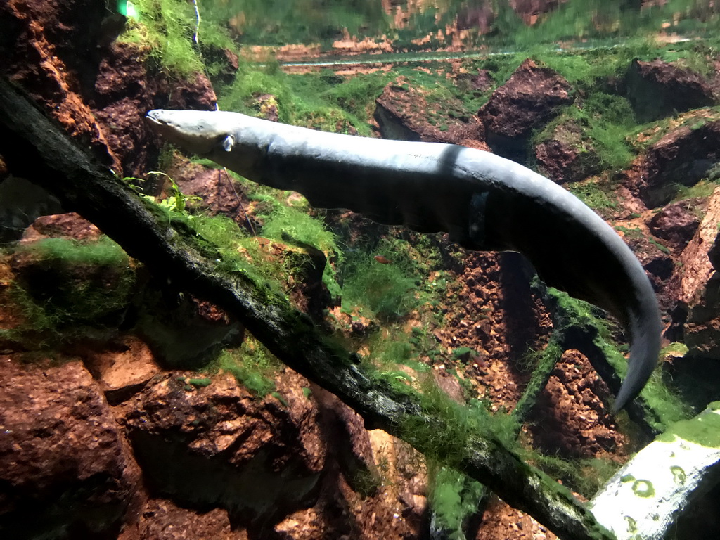 Electric Eel at the Main Hall at the Upper Floor of the Aquarium at the Royal Artis Zoo