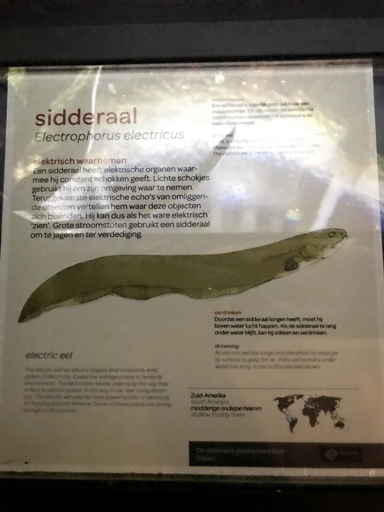 Explanation on the Electric Eel at the Main Hall at the Upper Floor of the Aquarium at the Royal Artis Zoo