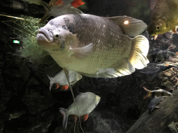 Fish at the Main Hall at the Upper Floor of the Aquarium at the Royal Artis Zoo