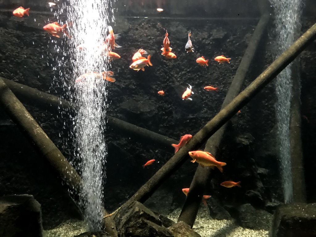 Fish at the Main Hall at the Upper Floor of the Aquarium at the Royal Artis Zoo