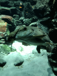 Giraffe Catfish at the Main Hall at the Upper Floor of the Aquarium at the Royal Artis Zoo