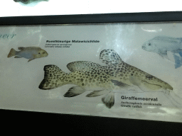 Explanation on the Giraffe Catfish at the Main Hall at the Upper Floor of the Aquarium at the Royal Artis Zoo