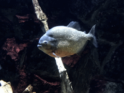 Piranha at the Main Hall at the Upper Floor of the Aquarium at the Royal Artis Zoo