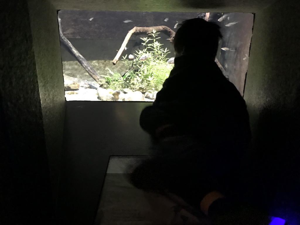 Max looking at fish at the Main Hall at the Upper Floor of the Aquarium at the Royal Artis Zoo