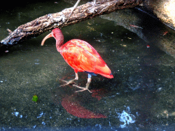 Scarlet Ibis at the Royal Artis Zoo