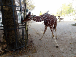 Reticulated Giraffes and Greater Kudu at the Royal Artis Zoo