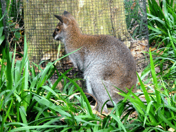 Red-necked Wallaby at the Royal Artis Zoo
