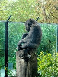 Western Lowland Gorilla at the Royal Artis Zoo