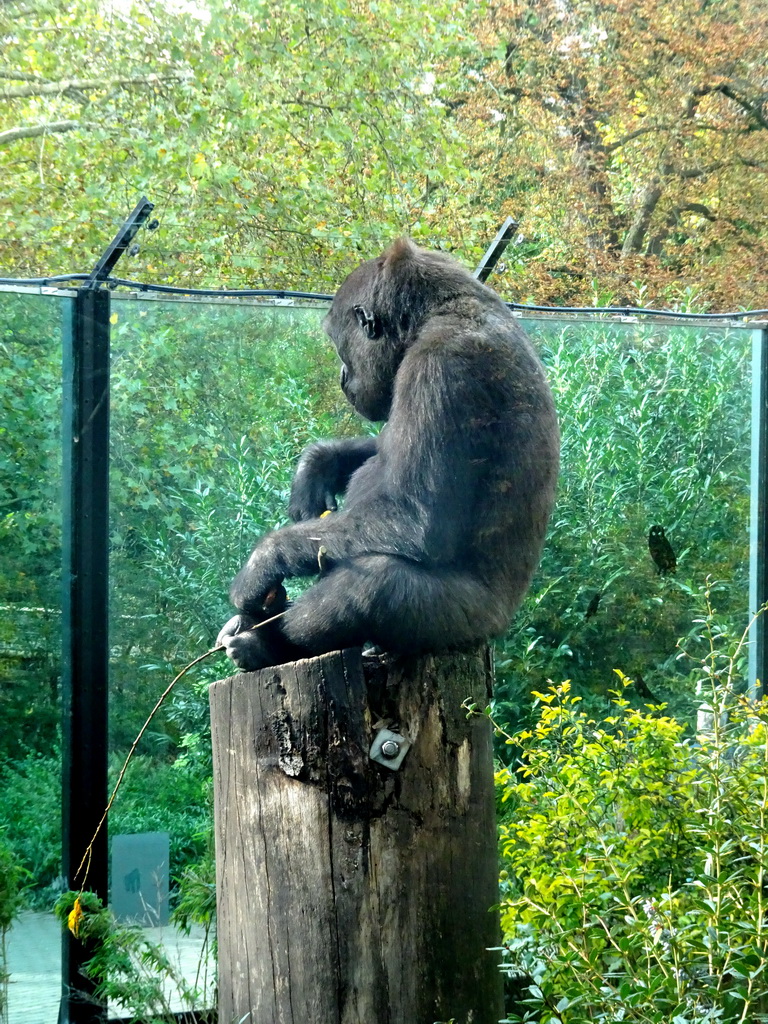 Western Lowland Gorilla at the Royal Artis Zoo