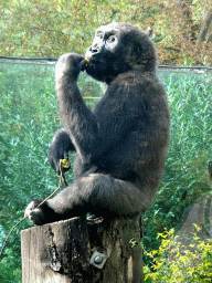 Western Lowland Gorilla at the Royal Artis Zoo