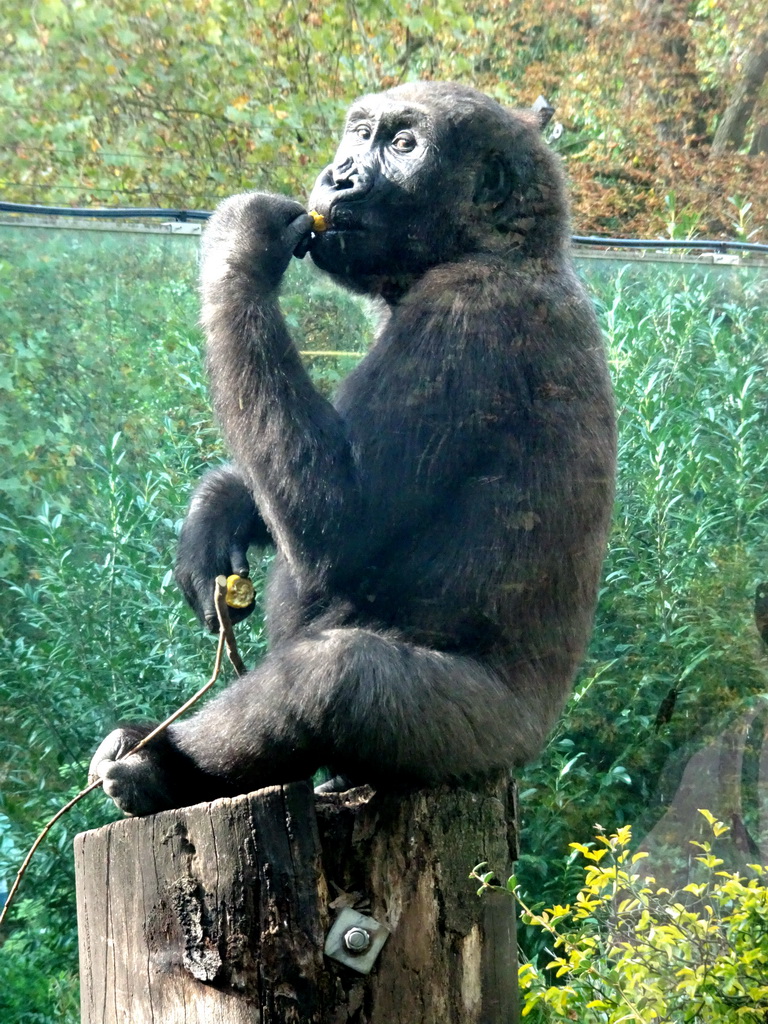 Western Lowland Gorilla at the Royal Artis Zoo