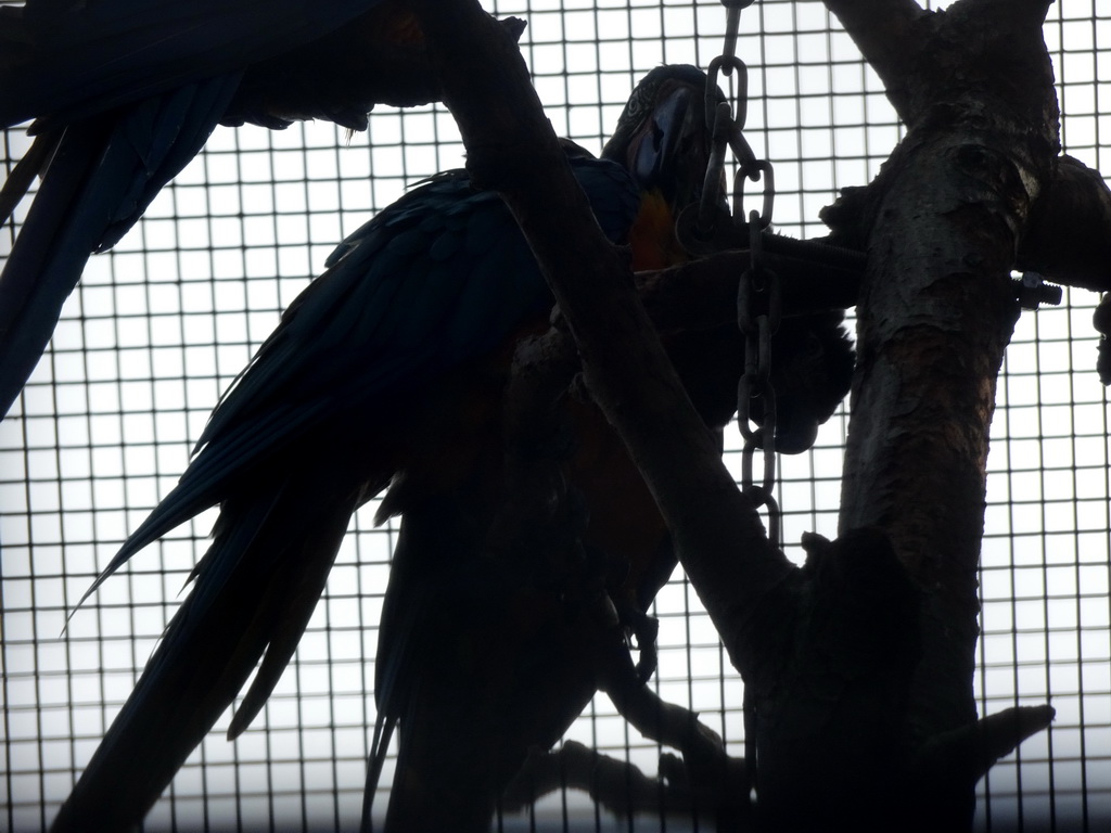 Blue-and-yellow Macaws at the Royal Artis Zoo