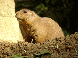 Black-tailed Prairie Dog at the Royal Artis Zoo