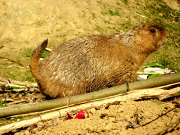 Black-tailed Prairie Dog at the Royal Artis Zoo