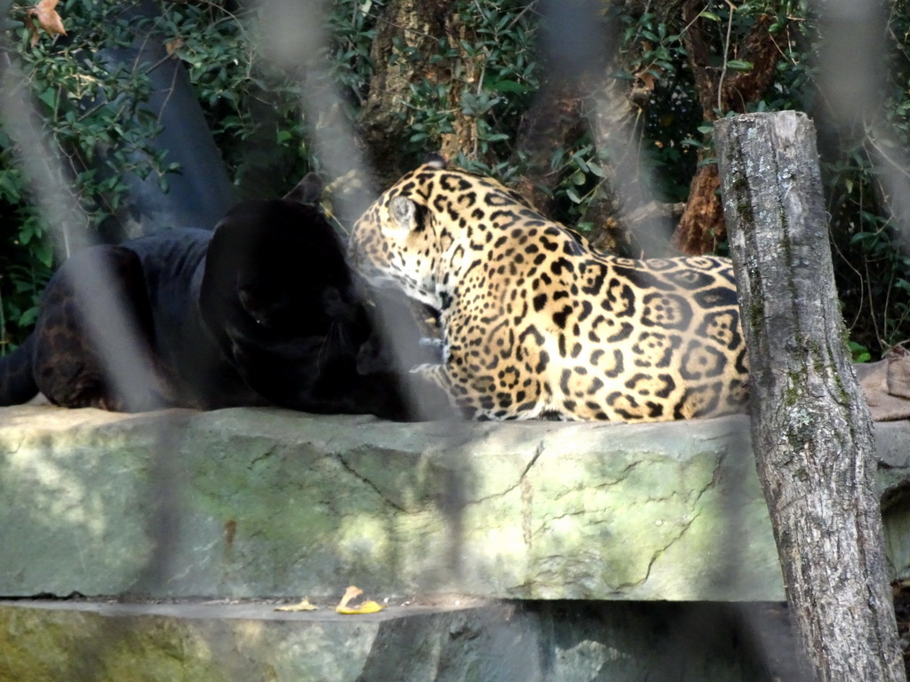 Jaguars at the Royal Artis Zoo