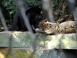 Jaguars at the Royal Artis Zoo