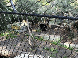 Jaguars at the Royal Artis Zoo