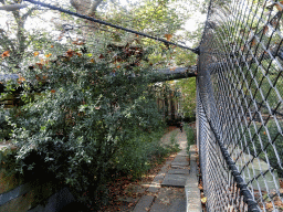 Path along the Jaguars at the Royal Artis Zoo