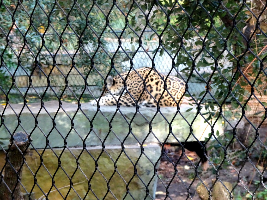Jaguar at the Royal Artis Zoo