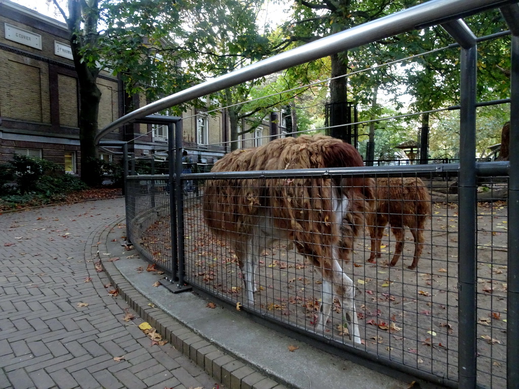 Alpaca and Llama at the Royal Artis Zoo