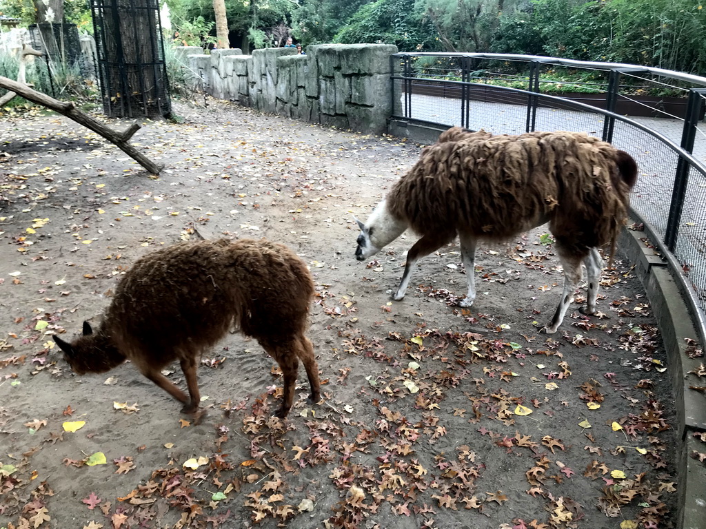 Alpaca and Llama at the Royal Artis Zoo